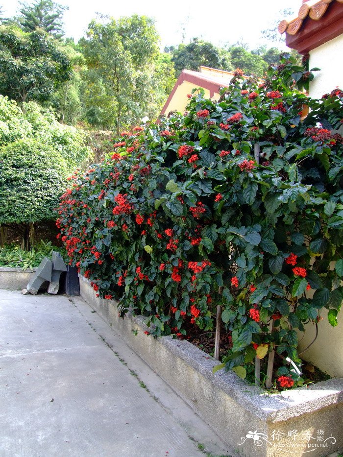 艳赪桐Clerodendrum splendens 艳赪桐Clerodendrum splendens