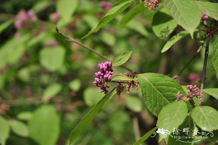 老鸦糊Callicarpa giraldii 老鸦糊Callicarpa giraldii