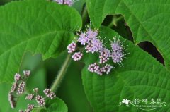 红紫珠Callicarpa rubella