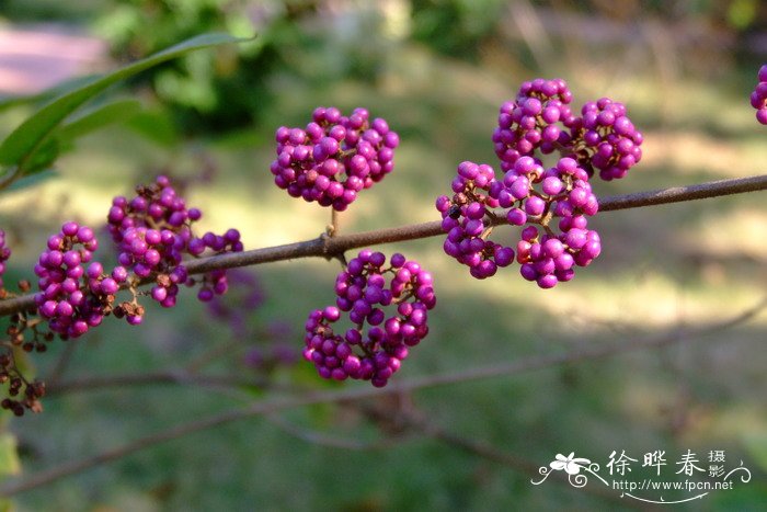 红紫珠Callicarpa rubella