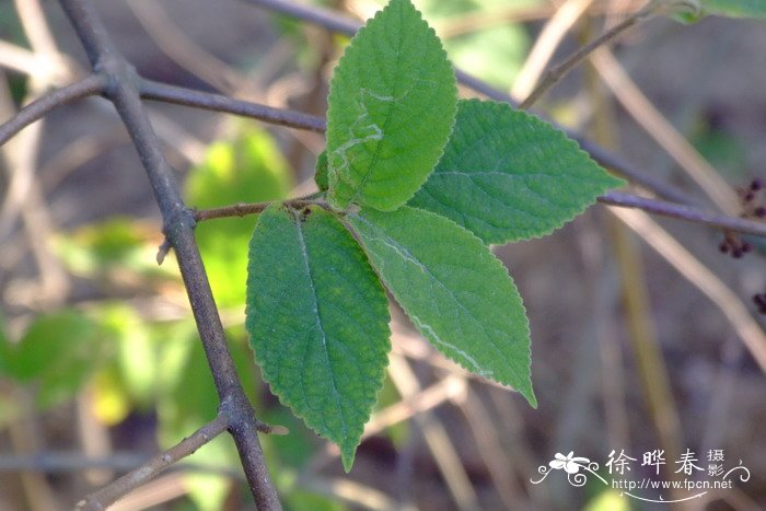 红紫珠Callicarpa rubella 红紫珠Callicarpa rubella