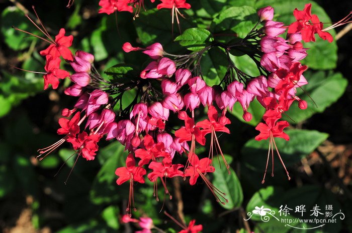 红萼龙吐珠Clerodendrum speciosum 红萼龙吐珠Clerodendrum speciosum