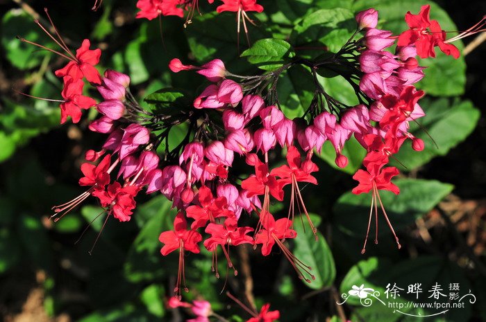 红萼龙吐珠Clerodendrum speciosum