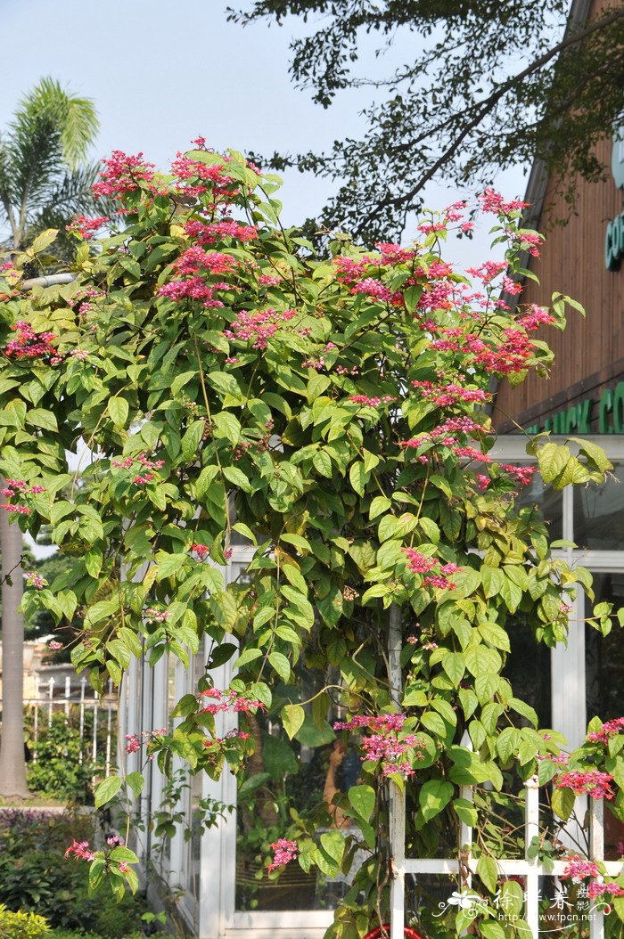红萼龙吐珠Clerodendrum speciosum 红萼龙吐珠Clerodendrum speciosum