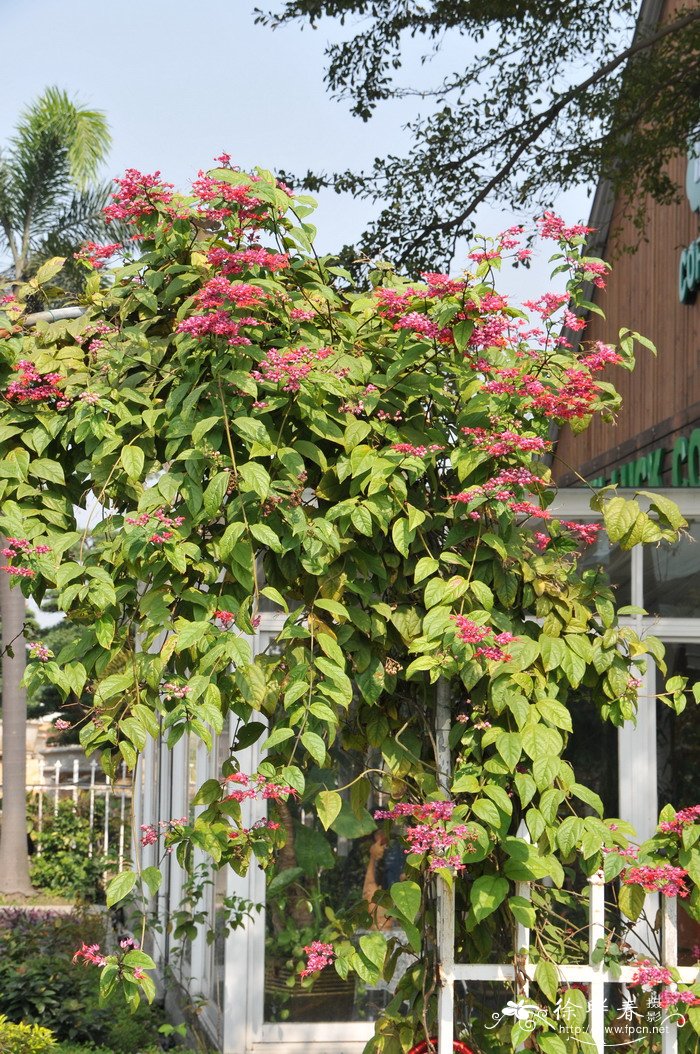 红萼龙吐珠Clerodendrum speciosum