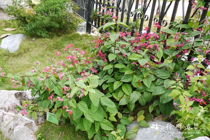 红萼龙吐珠Clerodendrum speciosum 红萼龙吐珠Clerodendrum speciosum