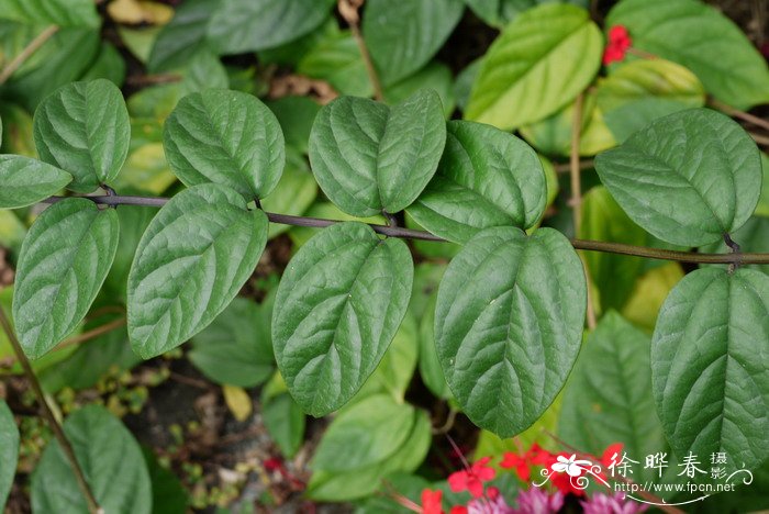 红萼龙吐珠Clerodendrum speciosum 红萼龙吐珠Clerodendrum speciosum