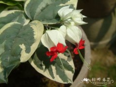 花叶龙吐珠Clerodendrum thomsonae var. variegatum