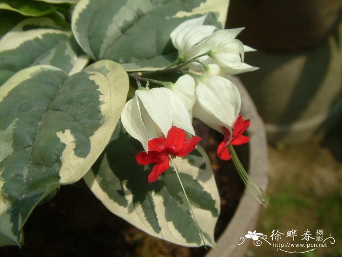 花叶龙吐珠Clerodendrum thomsonae var. variegatum 花叶龙吐珠Clerodendrum thomsonae var. variegatum