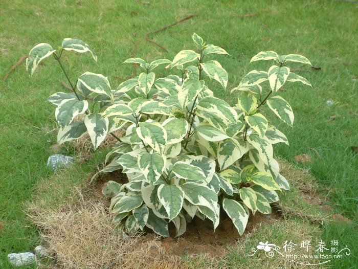 花叶龙吐珠Clerodendrum thomsonae var. variegatum 花叶龙吐珠Clerodendrum thomsonae var. variegatum