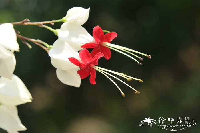 龙吐珠Clerodendrum thomsoniae 龙吐珠Clerodendrum thomsoniae