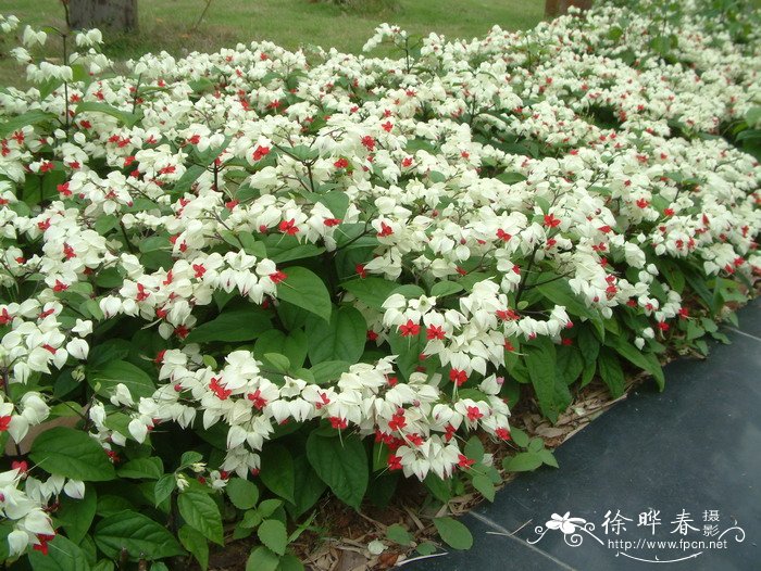 龙吐珠Clerodendrum thomsoniae 龙吐珠Clerodendrum thomsoniae
