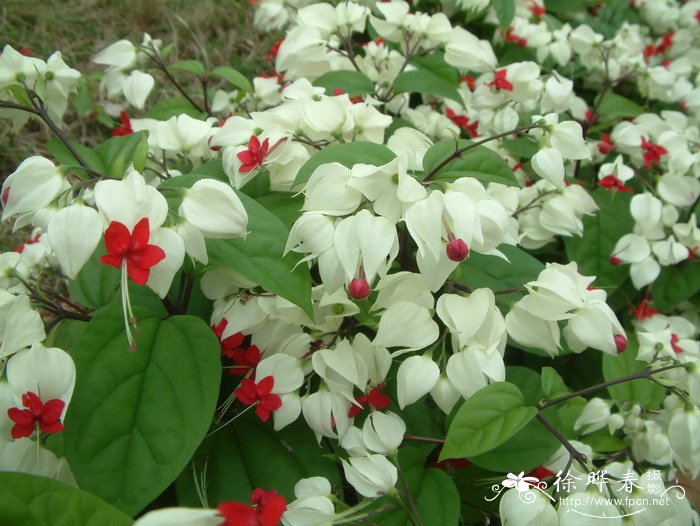 龙吐珠Clerodendrum thomsoniae