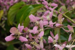 绒苞藤Congea tomentosa