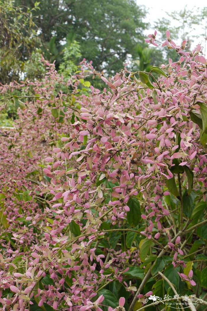 绒苞藤Congea tomentosa 绒苞藤Congea tomentosa