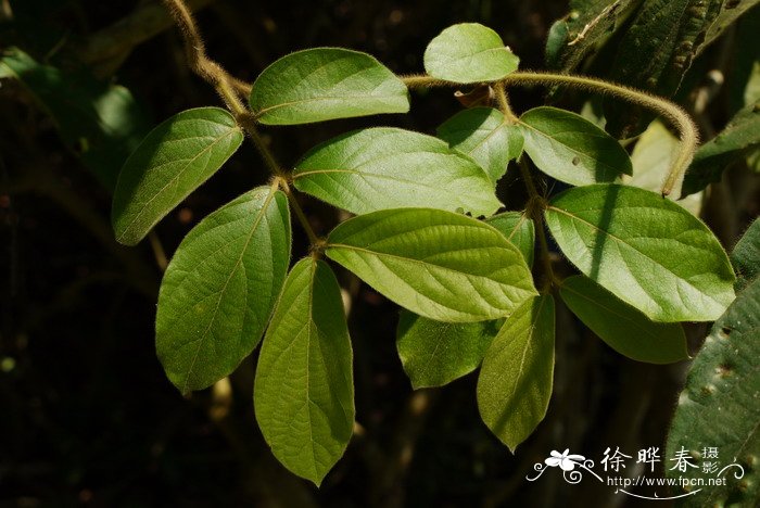 绒苞藤Congea tomentosa 绒苞藤Congea tomentosa