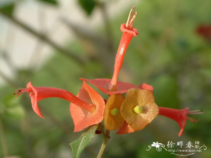 冬红Holmskioldia sanguinea