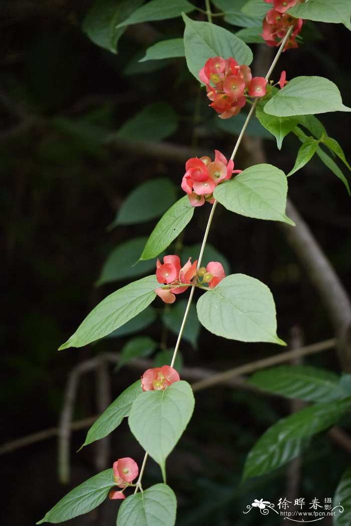 冬红Holmskioldia sanguinea