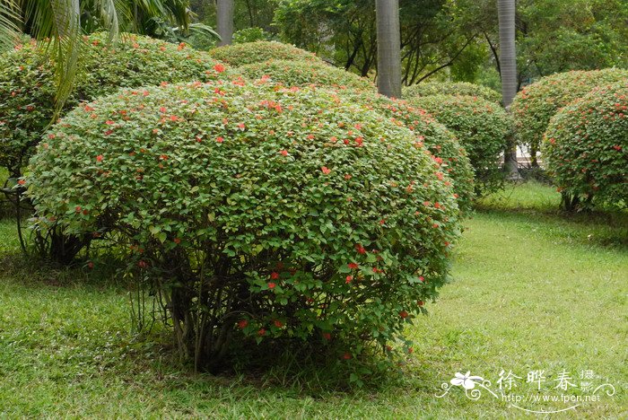 冬红Holmskioldia sanguinea 冬红Holmskioldia sanguinea