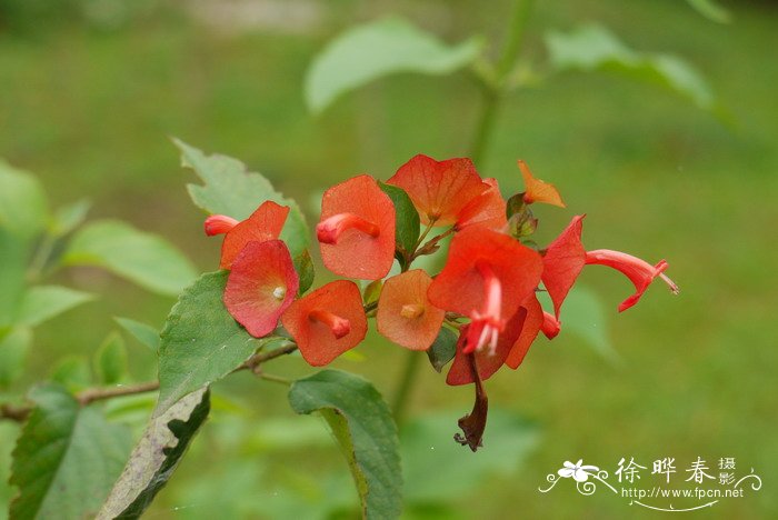 冬红Holmskioldia sanguinea 冬红Holmskioldia sanguinea