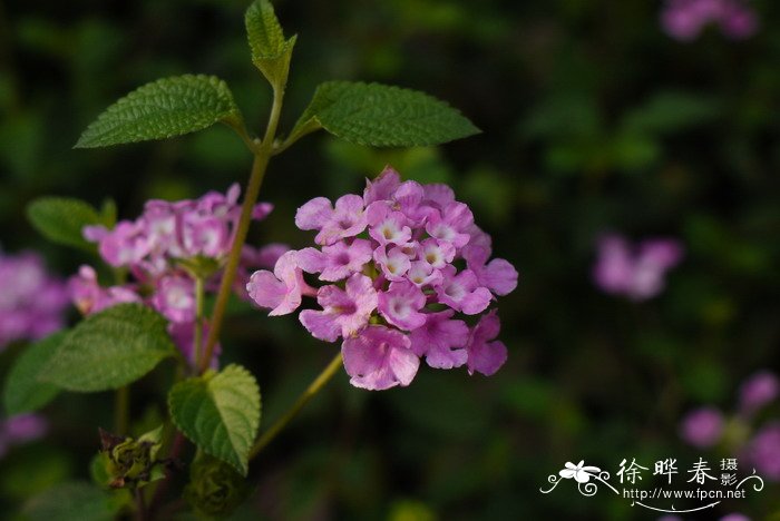 蔓马缨丹Lantana montevidensis 蔓马缨丹Lantana montevidensis