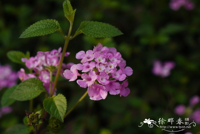 蔓马缨丹Lantana montevidensis