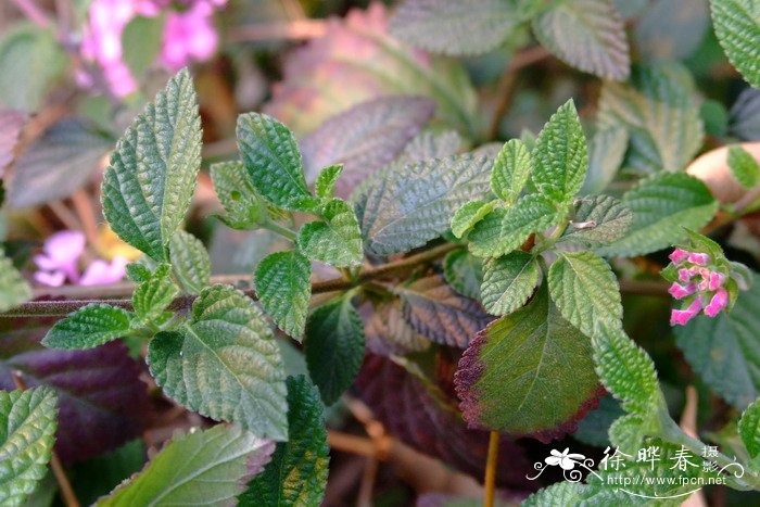 蔓马缨丹Lantana montevidensis 蔓马缨丹Lantana montevidensis