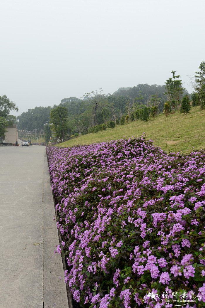 蔓马缨丹Lantana montevidensis 蔓马缨丹Lantana montevidensis