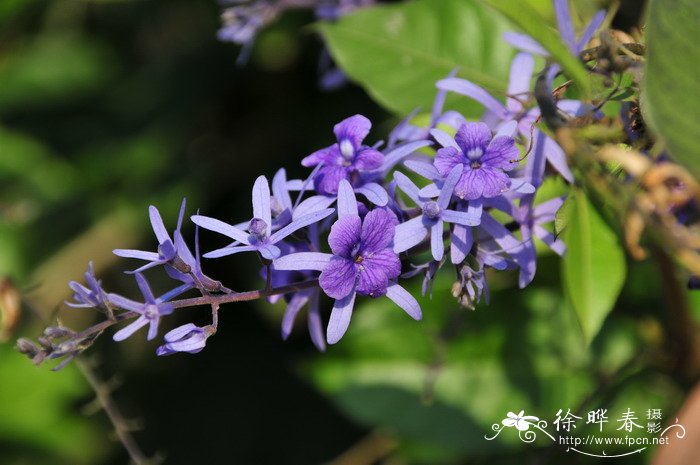 蓝花藤Petrea volubilis 蓝花藤Petrea volubilis