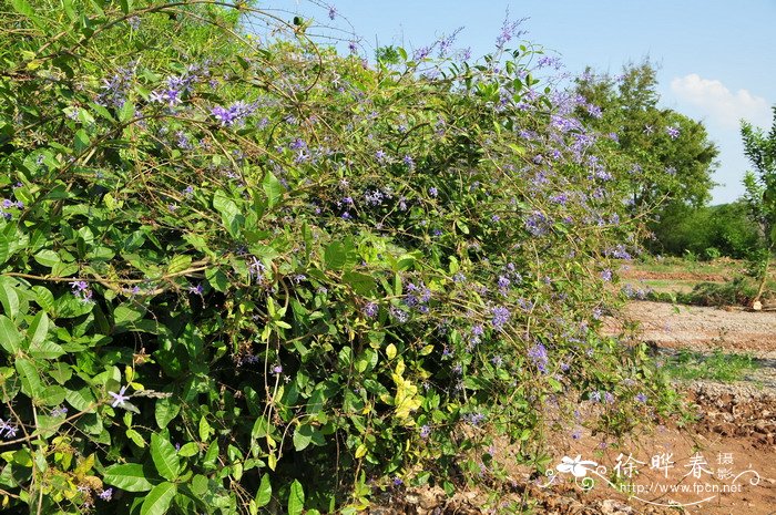 蓝花藤Petrea volubilis 蓝花藤Petrea volubilis