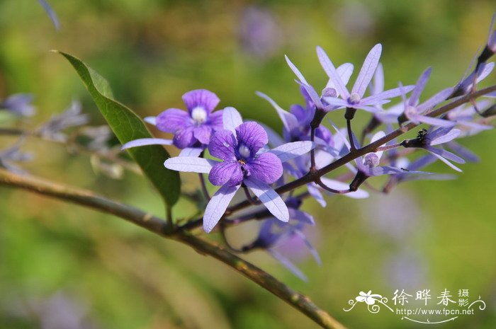 蓝花藤Petrea volubilis 蓝花藤Petrea volubilis