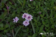 姬岩垂草Phyla nodiflora var. minor