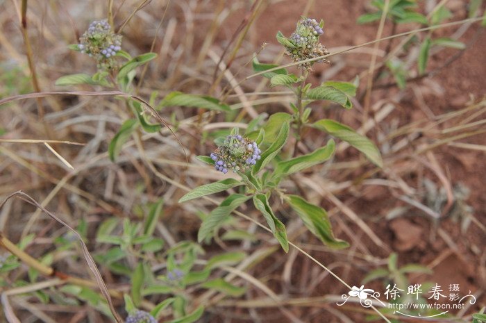 兰香草Caryopteris incana