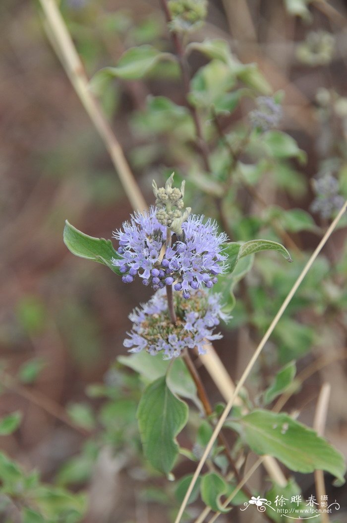 兰香草Caryopteris incana 兰香草Caryopteris incana