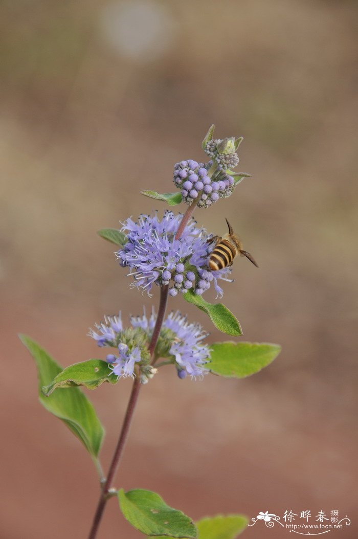 兰香草Caryopteris incana