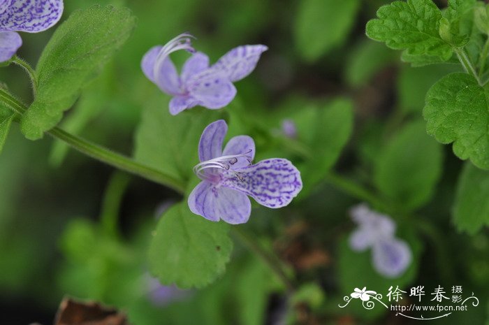 单花莸Caryopteris nepetifolia