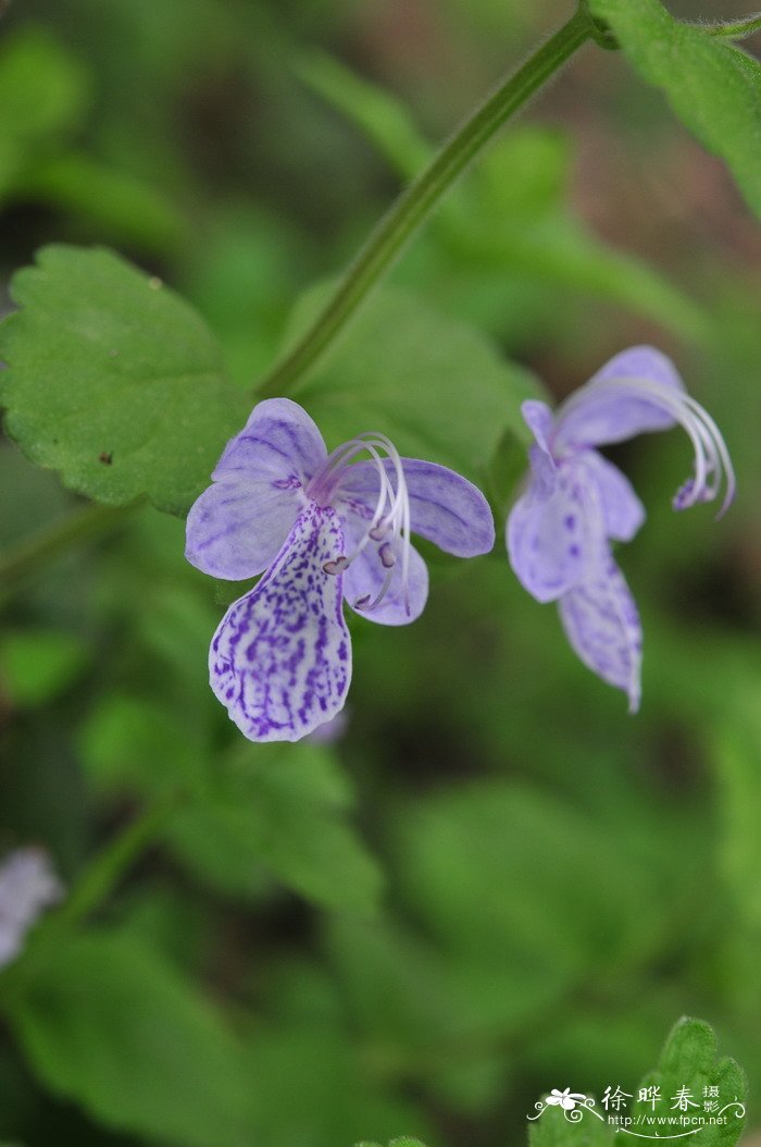 单花莸Caryopteris nepetifolia