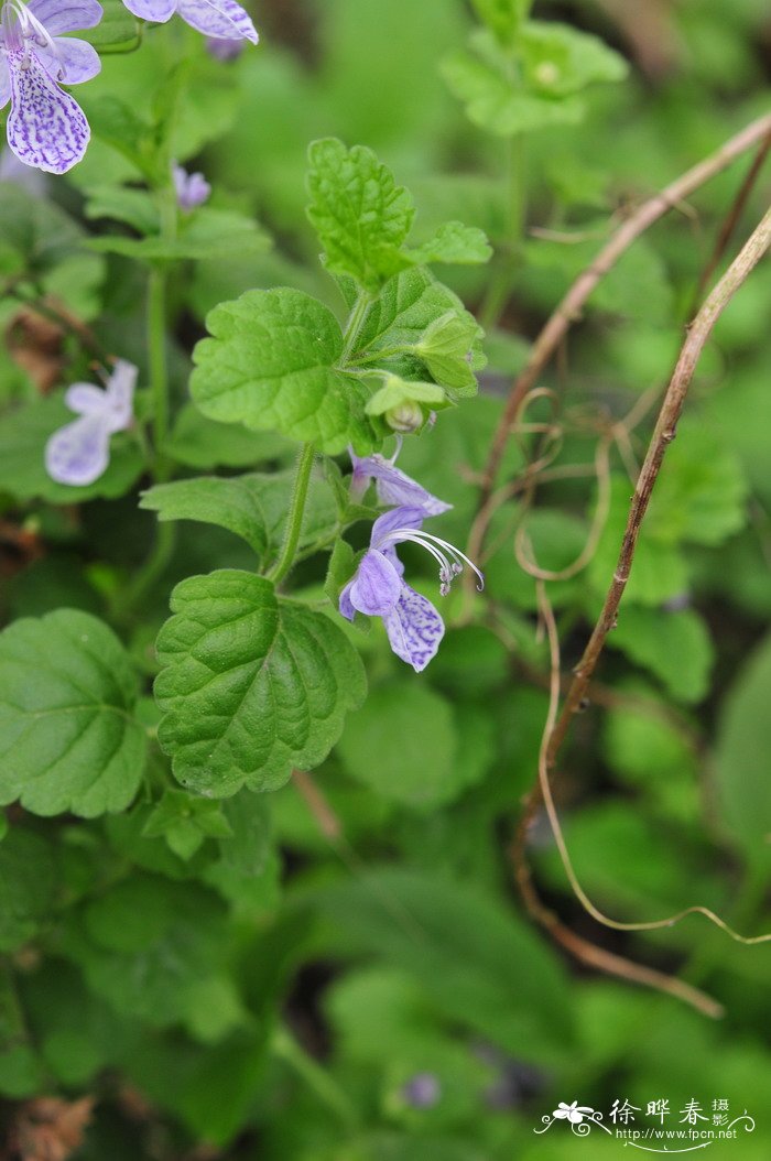 单花莸Caryopteris nepetifolia 单花莸Caryopteris nepetifolia