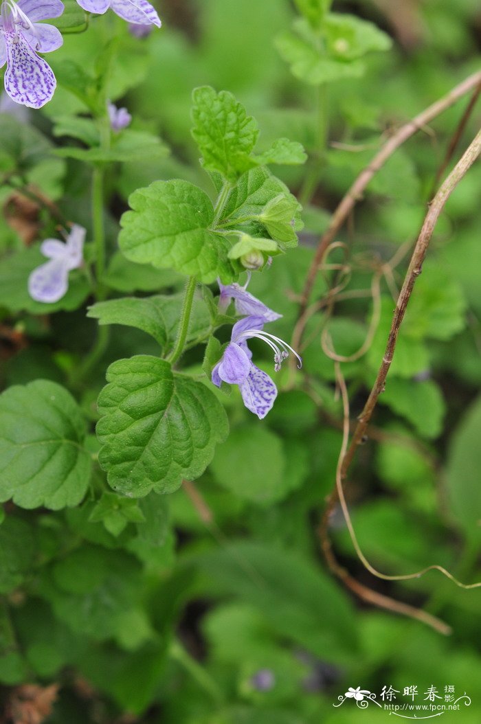 单花莸Caryopteris nepetifolia