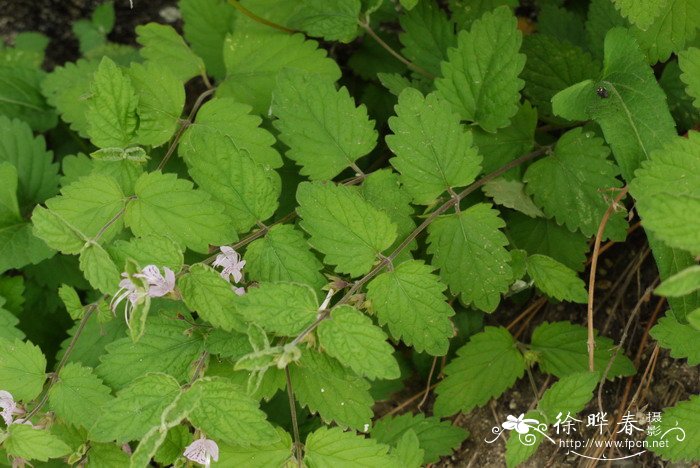 三花莸Caryopteris terniflora