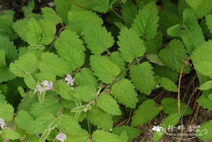 三花莸Caryopteris terniflora 三花莸Caryopteris terniflora