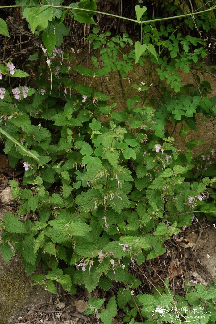 三花莸Caryopteris terniflora