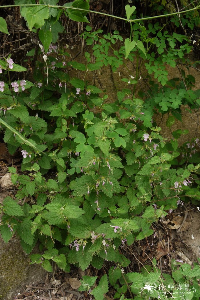 三花莸Caryopteris terniflora 三花莸Caryopteris terniflora