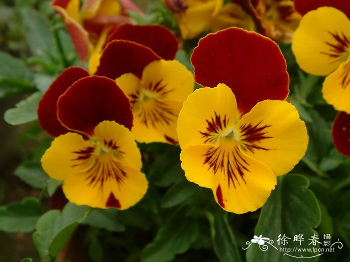 香堇菜Viola cornuta 香堇菜Viola cornuta