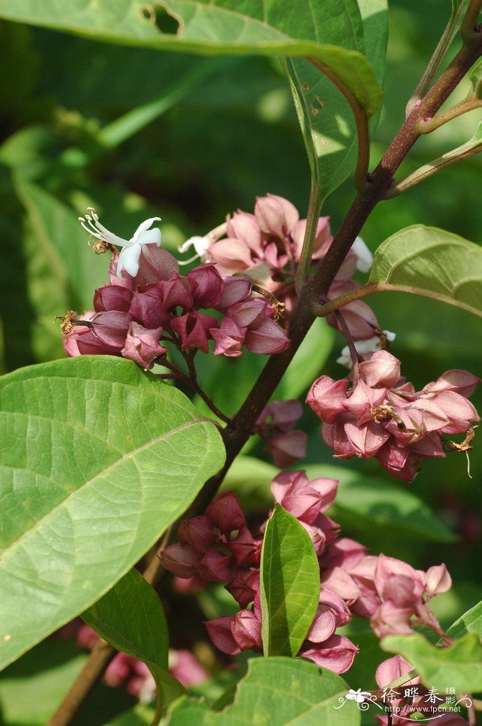 鬼灯笼Clerodendrum fortunatum