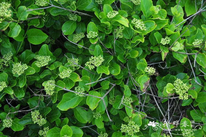 臭娘子Premna serratifolia 臭娘子Premna serratifolia