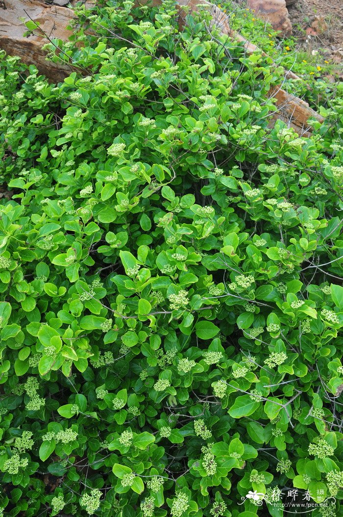 臭娘子Premna serratifolia 臭娘子Premna serratifolia