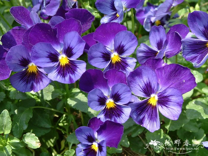 香堇菜Viola cornuta 香堇菜Viola cornuta