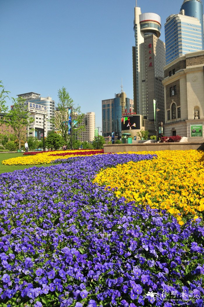 香堇菜Viola cornuta 香堇菜Viola cornuta