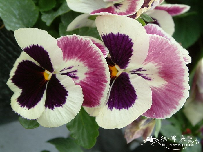 三色堇Viola tricolor 三色堇Viola tricolor